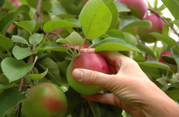 apple picking