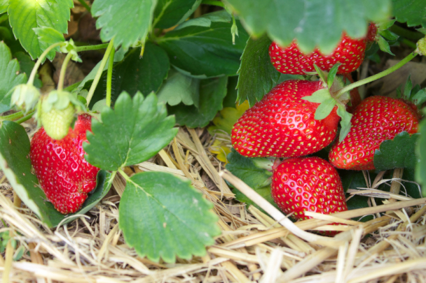 strawberries