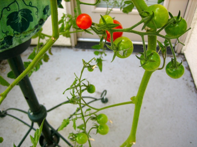 topsy turvey tomato planter