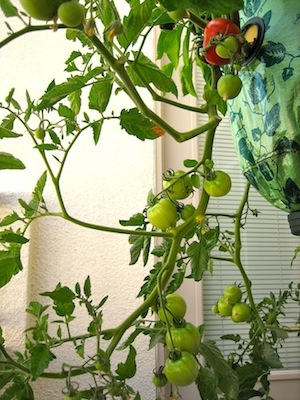 topsy turvy tomato planter