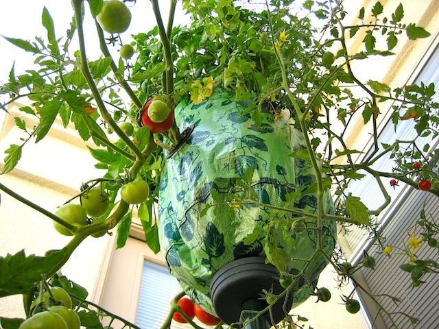 topsy turvy tomato planter