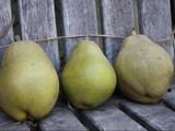 Warrenpear_thumb