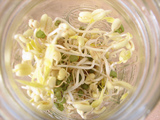 Bean_sprouts_growing_thumb