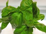 Satisfaction From Home Grown Basil