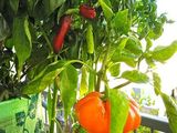 Homegrown Bell Peppers And Chili