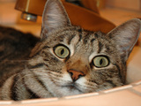 Annie_in_the_sink_thumb