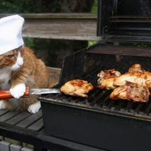 Cat_thumb