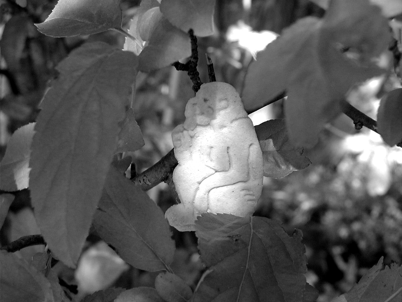 Animal Cracker in Tree