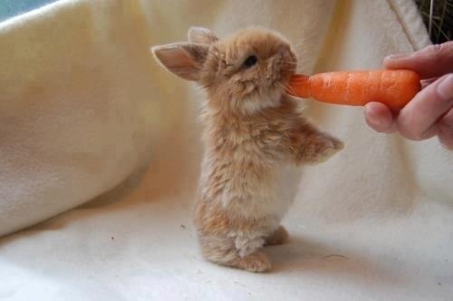 bunny eating carrot