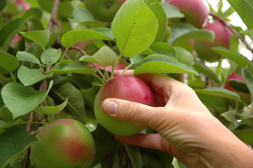 apple picking