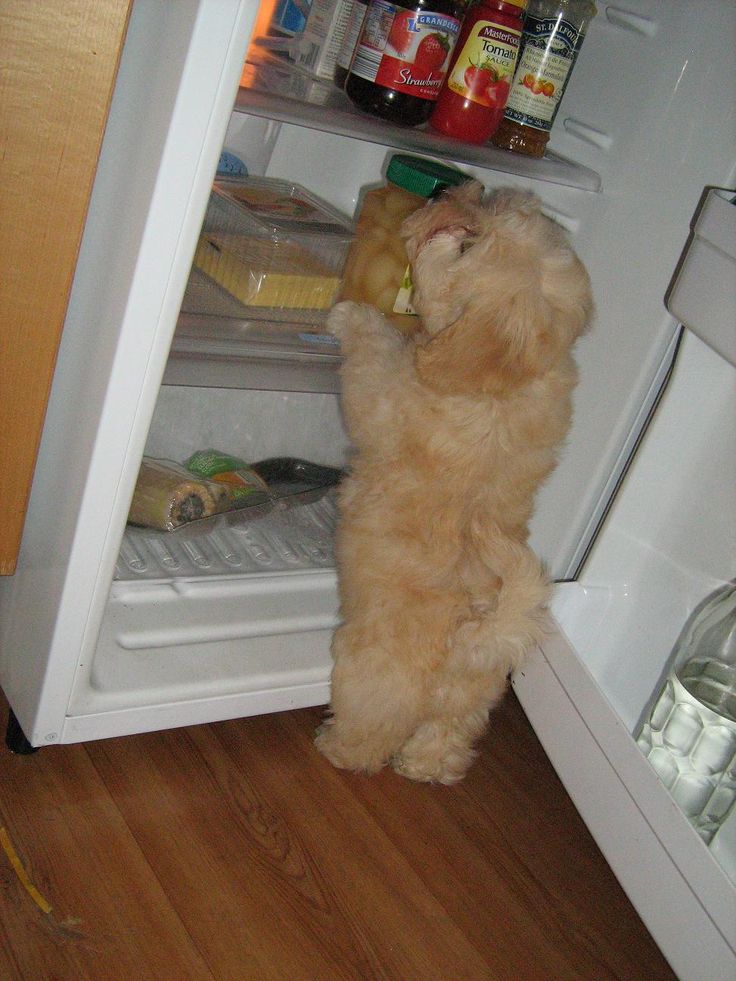 Havanese looks for food in the fridge